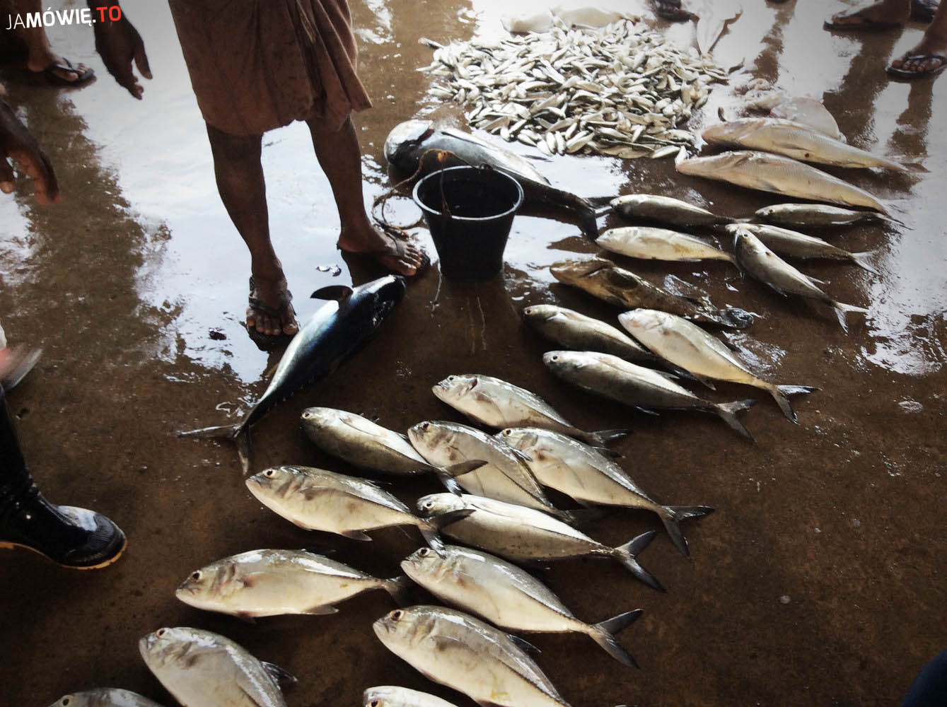 Targ rybny w Negombo