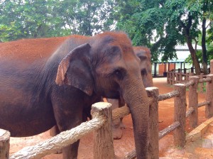 Słonie Sri Lanka jamowie.to