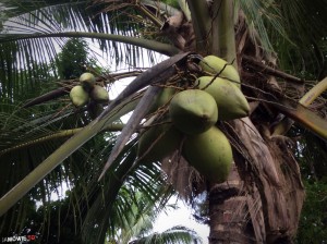 kokos rosnący na drzewie