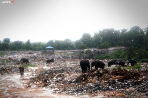 Sri Lanka - słonie na wysypisku - https://jamowie.to - Ja mówię TO