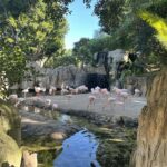 Flamingi w Biopark Valencia