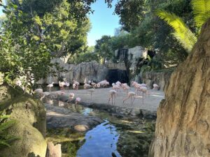 Flamingi w Biopark Valencia