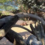 Hipopotamy w Biopark Valencia