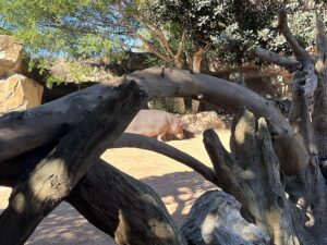 Hipopotamy w Biopark Valencia