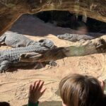 Krokodyle w Biopark Valencia