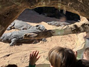 Krokodyle w Biopark Valencia
