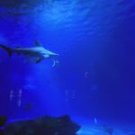 Oceanografic - Rekiny w Oceanarium w Walencji