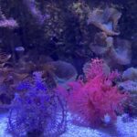 Oceanografic - Ryby w Oceanarium w Walencji