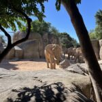 Słonie w Biopark Valencia