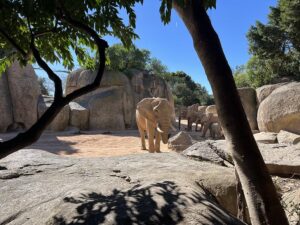 Słonie w Biopark Valencia