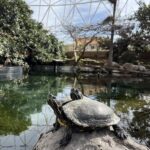 Oceanografic - Żółwie w Oceanarium w Walencji